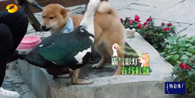 张继科“弃瓢养盆”小瓢落选，瓢哥大怒狂怼彩灯抢粮